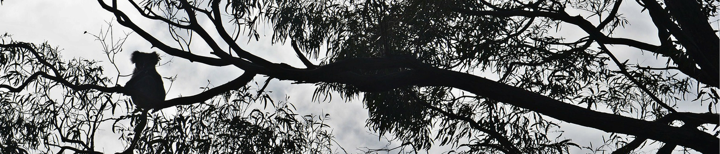 KOALA