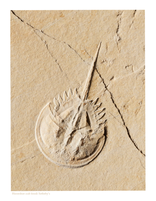 Horseshoe Pendant, Diamond Trail